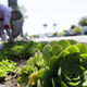 A woman works among drought-tolerant plants in her front yard Wednesday, July 9, 2014, in San Diego. Wasting water outdoors amid the state's drought will begin hitting Californians in the wallet under new restrictions being proposed by state regulators, with fines of up to $500 a day for overwatering front lawns or washing a car without a nozzle on the hose. (AP Photo/Gregory Bull
